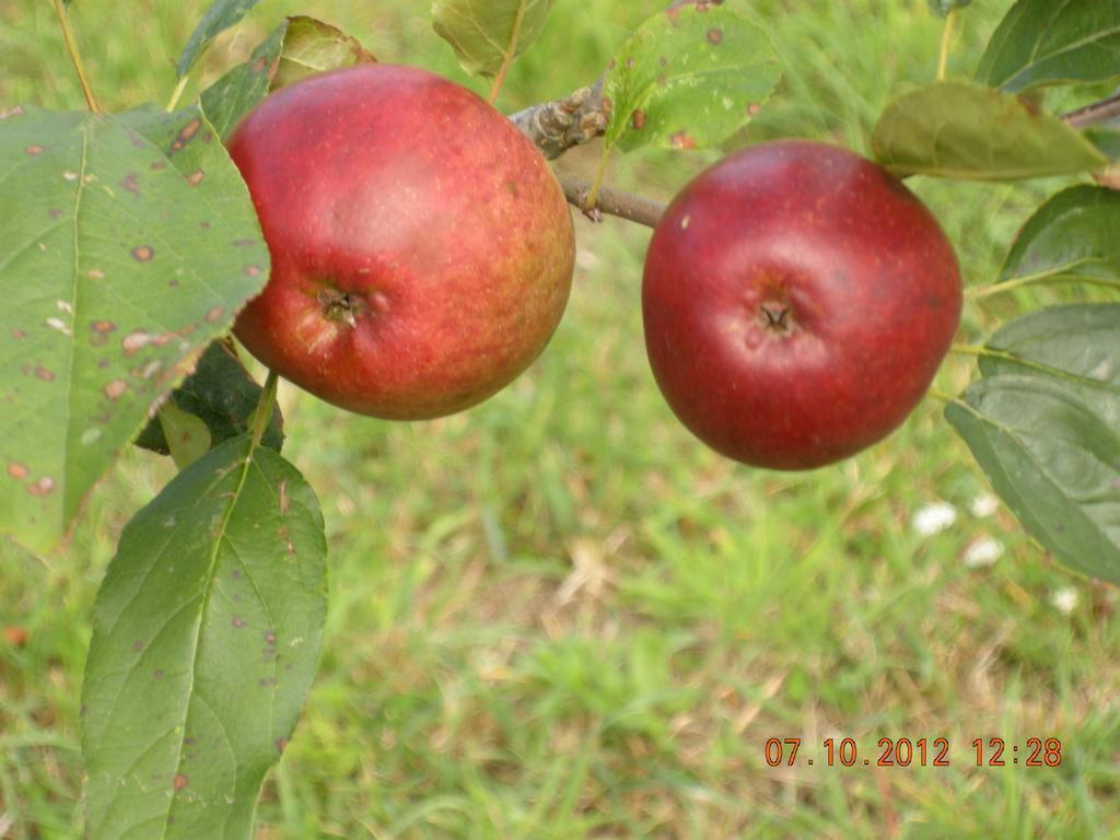 Finca Portizuelo Luarca Exteriér fotografie